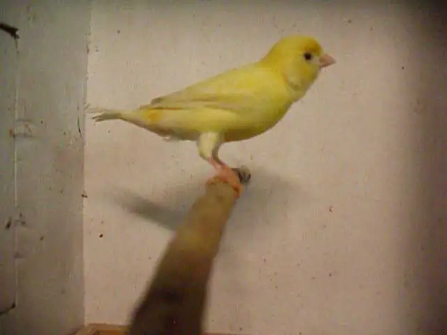 Serin canari mâle jaune