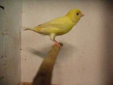 Serin canari mâle jaune