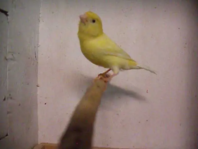 Serin canari mâle jaune - Photo 2