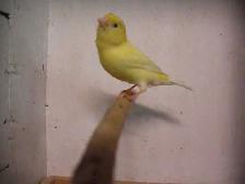 Serin canari mâle jaune - Photo 2