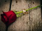 Romantic Wedding Photography  |  Toronto & GTA - Photo 6