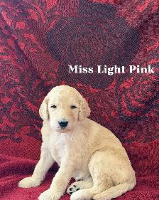 CKC REGISTERED STANDARD POODLE PUPPIES - Photo 3