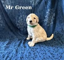 CKC REGISTERED STANDARD POODLE PUPPIES - Photo 5