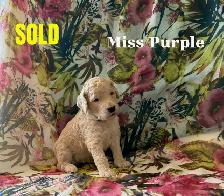 CKC REGISTERED STANDARD POODLE PUPPIES - Photo 6