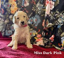 CKC REGISTERED STANDARD POODLES