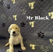 CKC REGISTERED STANDARD POODLES - Photo 8
