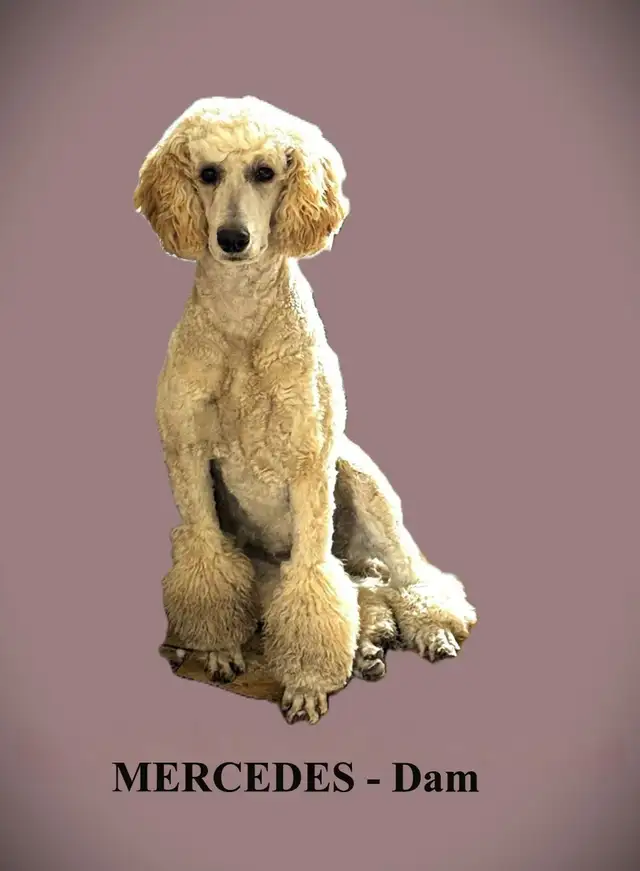 CKC REGISTERED STANDARD POODLES - Photo 9
