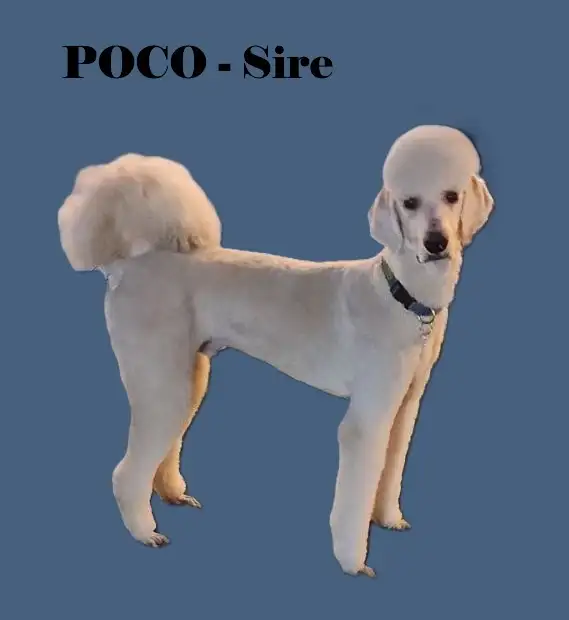 CKC REGISTERED STANDARD POODLES - Photo 10