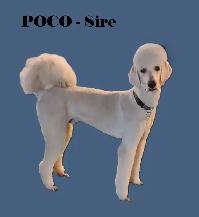 CKC REGISTERED STANDARD POODLES - Photo 10