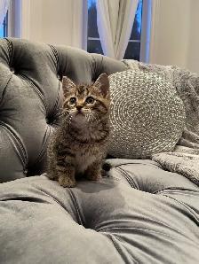 ❤️ Bengal /Siberian kittens ❤️(437) 292-1163