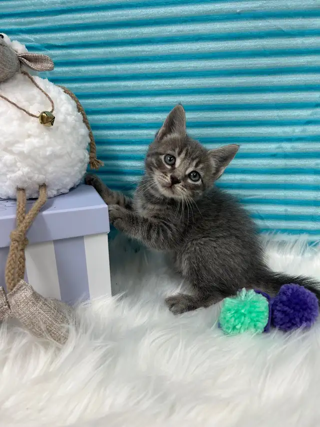 ❤️ Bengal /Siberian kittens ❤️(437) 292-1163 - Photo 3