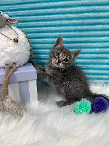 ❤️ Bengal /Siberian kittens ❤️(437) 292-1163 - Photo 3