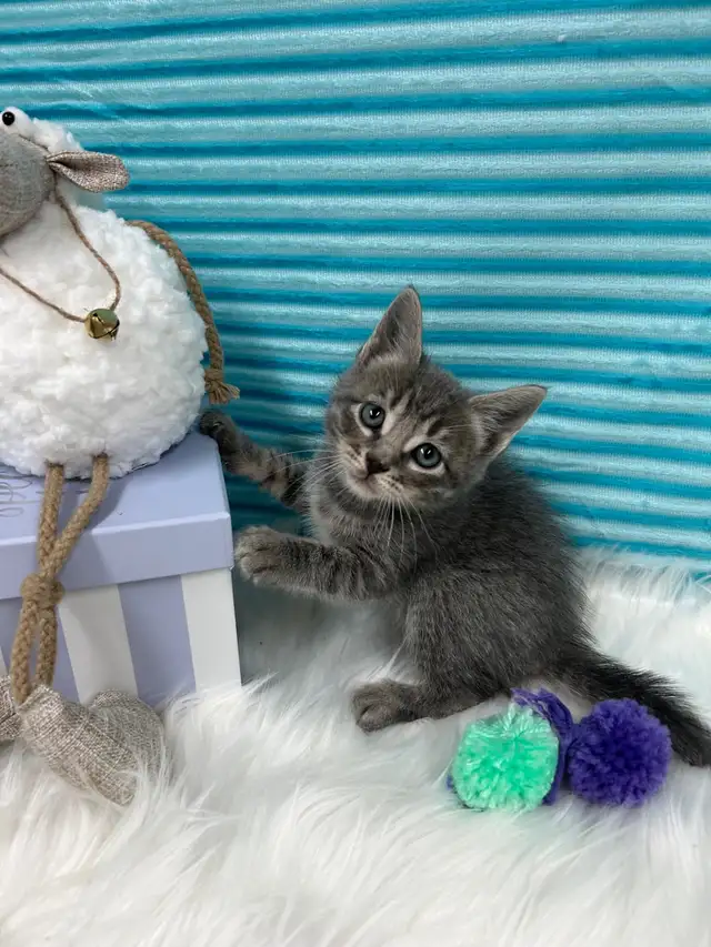 ❤️ Bengal /Siberian kittens ❤️(437) 292-1163 - Photo 4