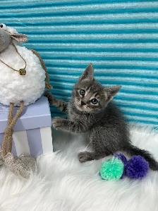 ❤️ Bengal /Siberian kittens ❤️(437) 292-1163 - Photo 4