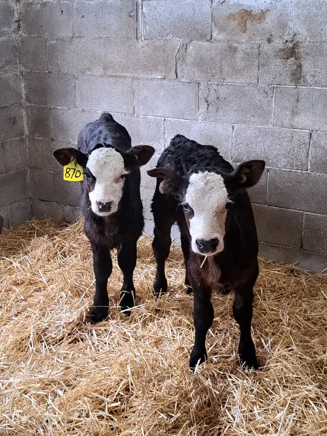Simmental Calves