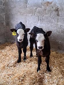 Simmental Calves
