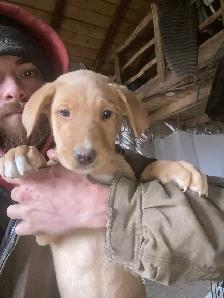 Border collieX Black lab puppies ! - Photo 2