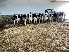 Holstein nurse cows