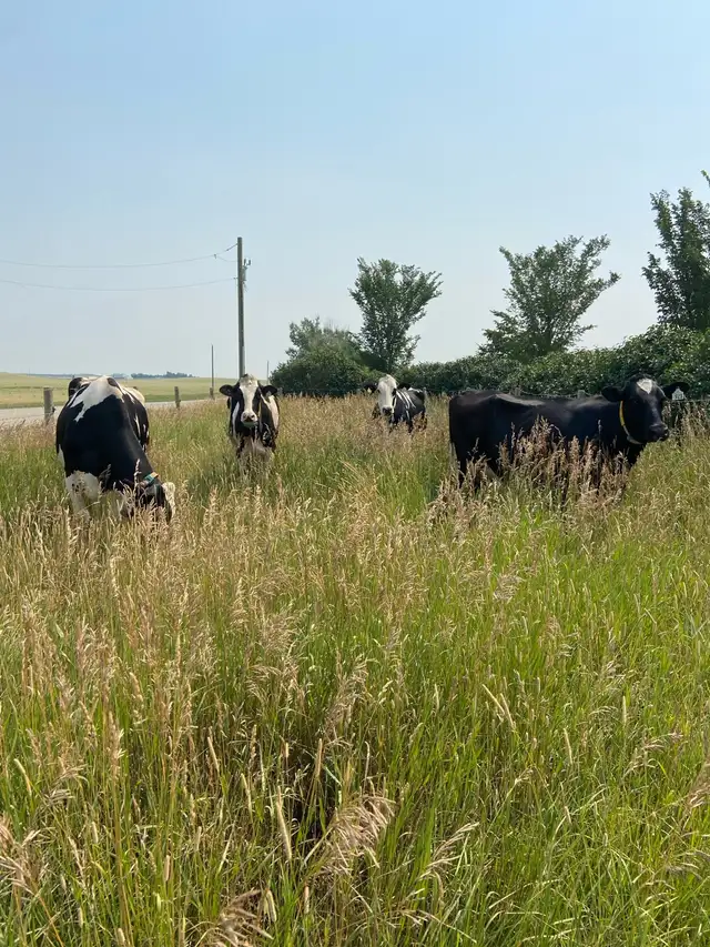 Holstein nurse cows - Photo 2