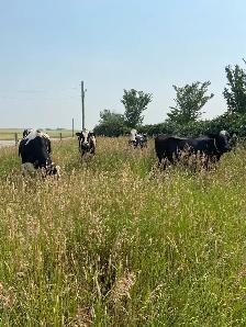 Holstein nurse cows - Photo 2