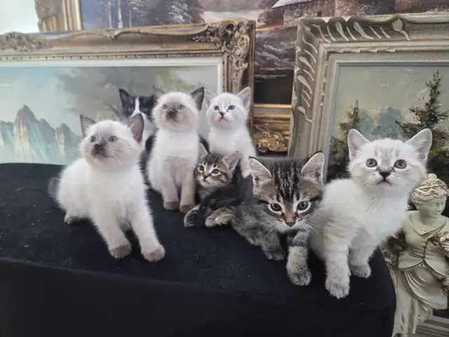 Adorable 7 week old kittens