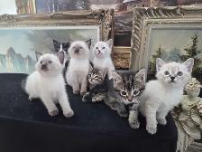Adorable 7 week old kittens