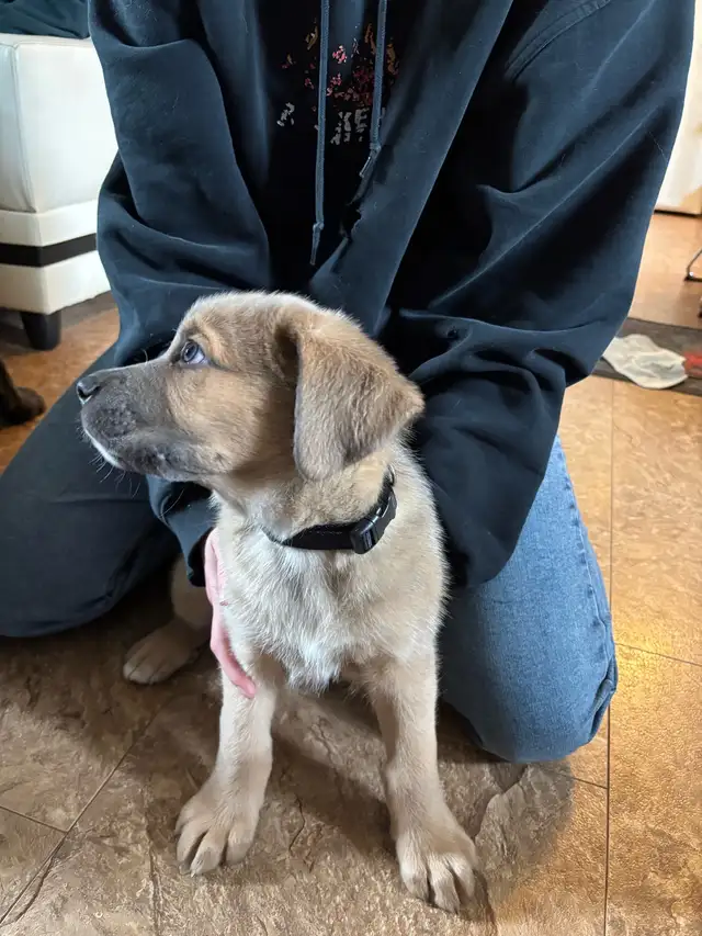 puppy for sale