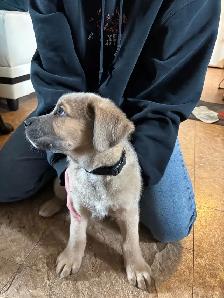 puppy for sale