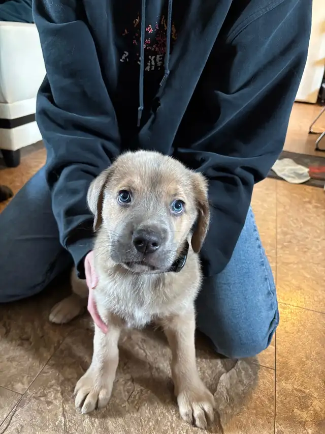 puppy for sale - Photo 2
