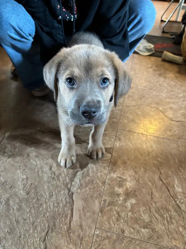 puppy for sale - Photo 3