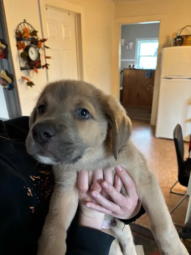 puppy for sale - Photo 4
