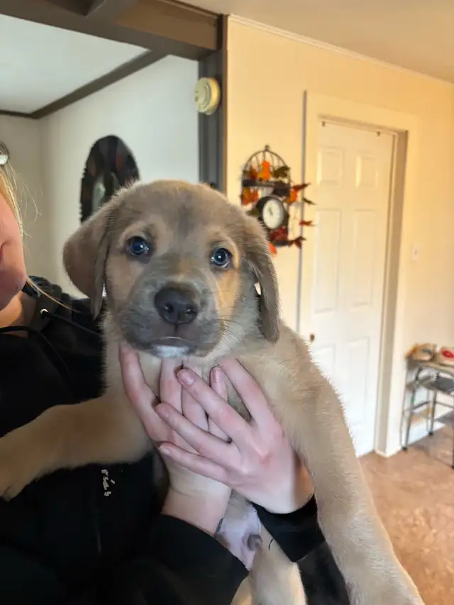 puppy for sale - Photo 5