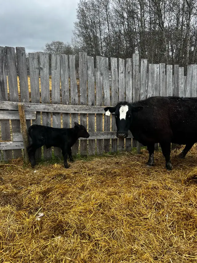 5 Cow Calf pairs For sale - Red angus Charolais cross