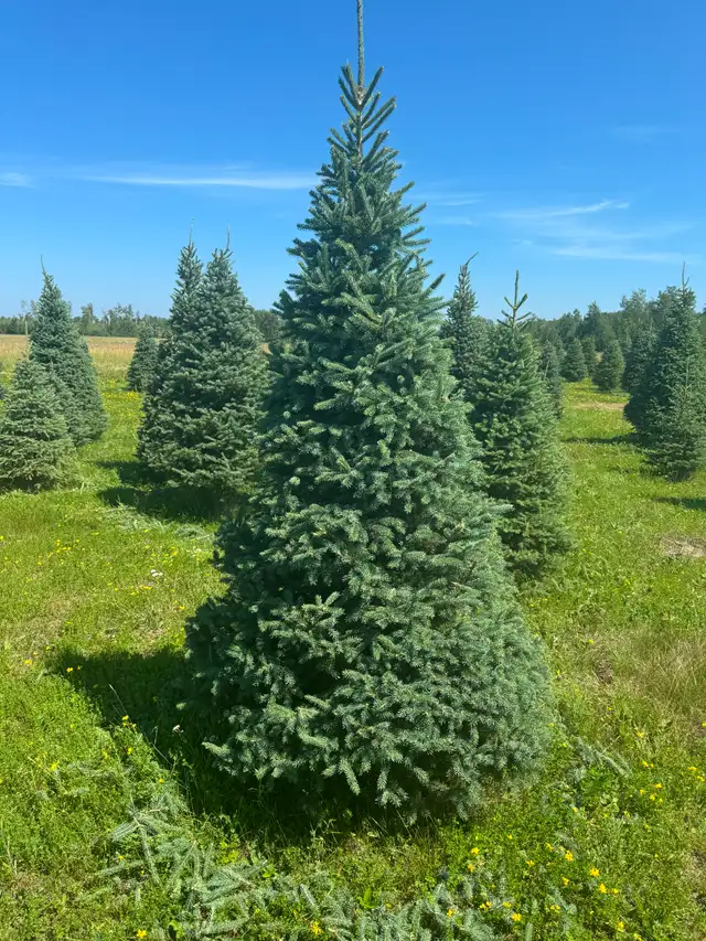 Trees - Spruce and pine trees for landscaping, shelter belts