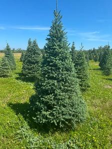 Trees - Spruce and pine trees for landscaping, shelter belts