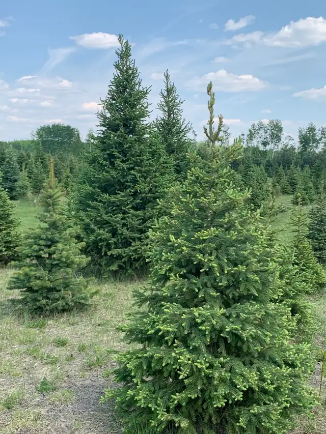 Trees - Spruce and pine trees for landscaping, shelter belts - Photo 2