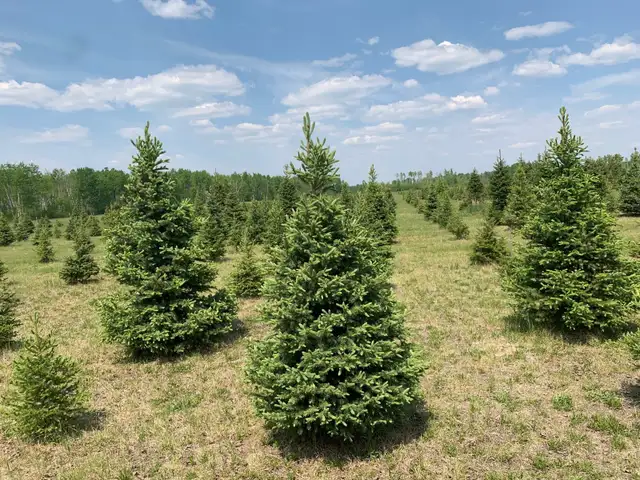 Trees - Spruce and pine trees for landscaping, shelter belts - Photo 3