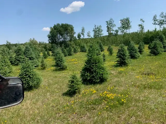 Trees - Spruce and pine trees for landscaping, shelter belts - Photo 4