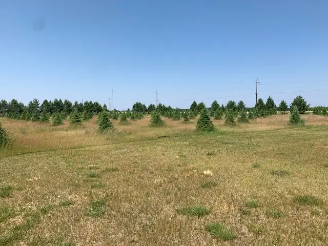 Trees - Spruce and pine trees for landscaping, shelter belts - Photo 5