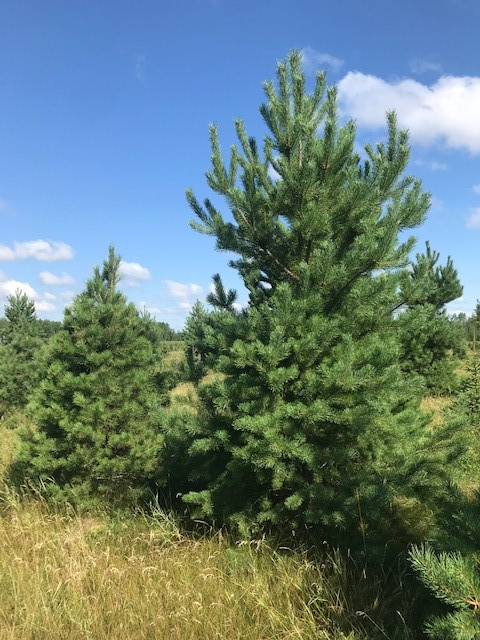 Trees - Spruce and pine trees for landscaping, shelter belts - Photo 6