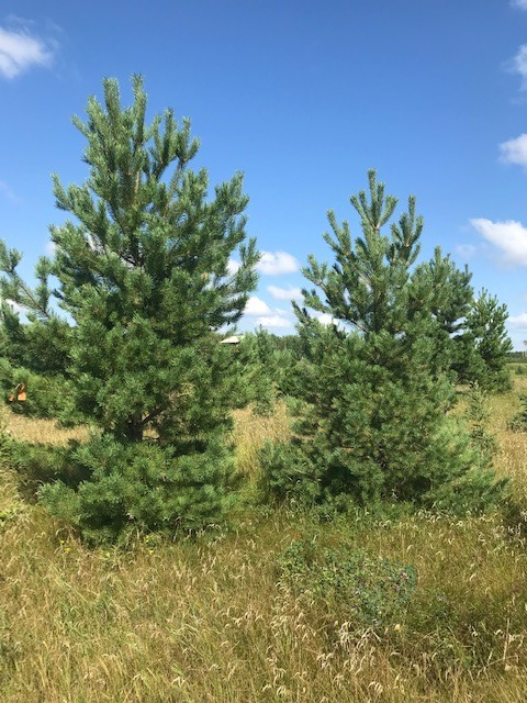 Trees - Spruce and pine trees for landscaping, shelter belts - Photo 7