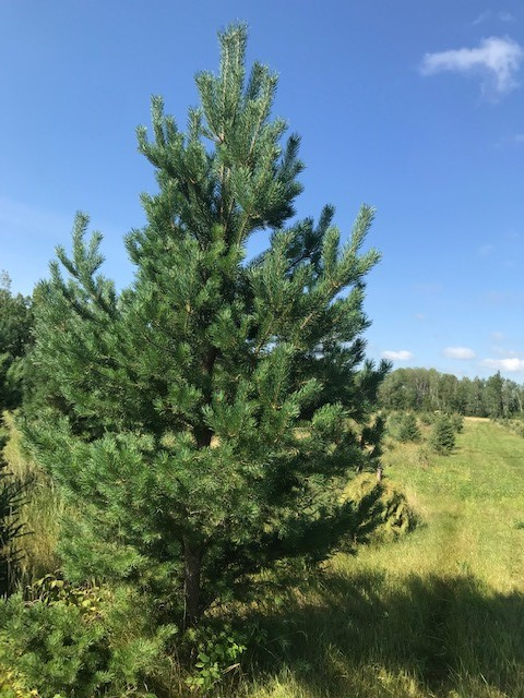 Trees - Spruce and pine trees for landscaping, shelter belts - Photo 8