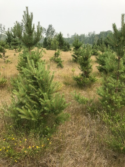 Trees - Spruce and pine trees for landscaping, shelter belts - Photo 9