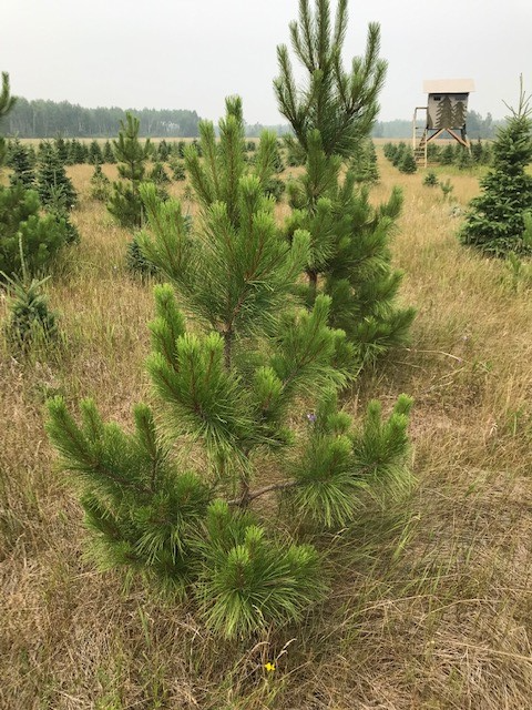 Trees - Spruce and pine trees for landscaping, shelter belts - Photo 10