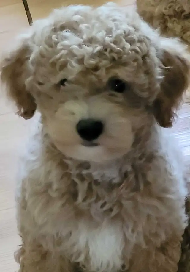 POODLE PUPPIES