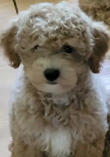 POODLE PUPPIES