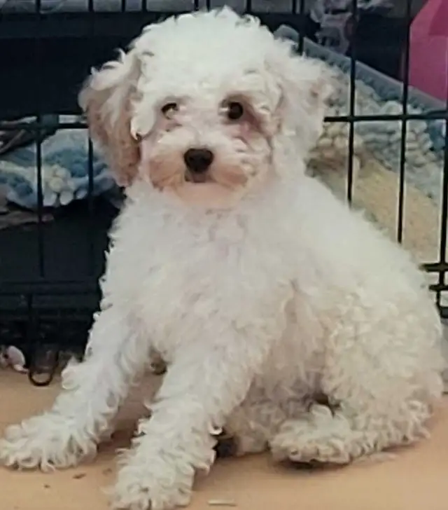 POODLE PUPPIES - Photo 2