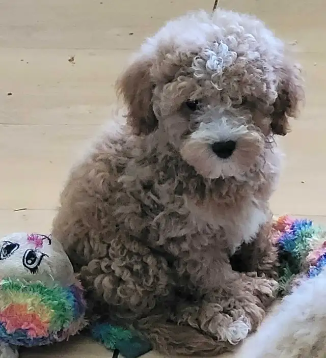 POODLE PUPPIES - Photo 3