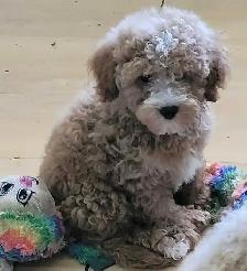 POODLE PUPPIES - Photo 3