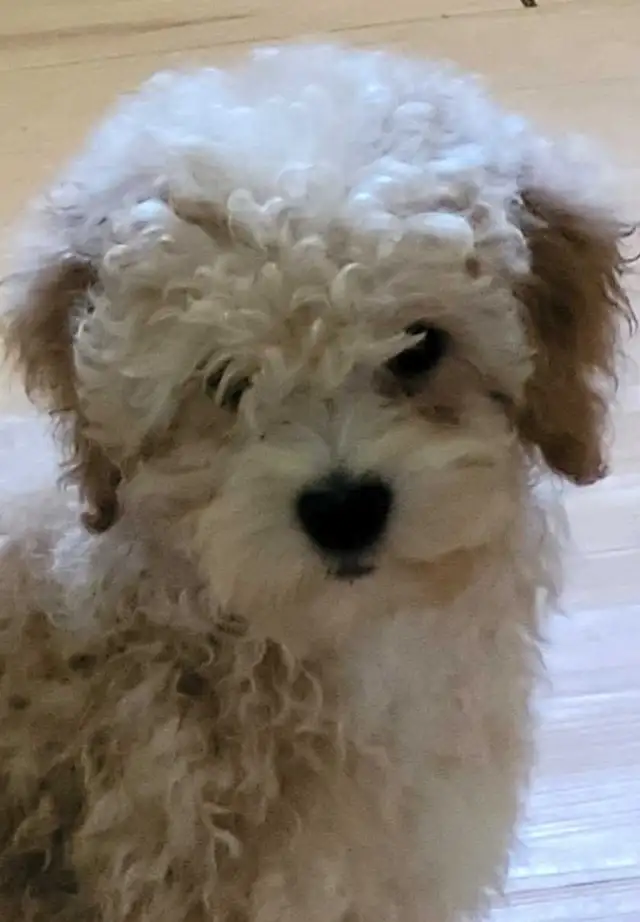 POODLE PUPPIES - Photo 4